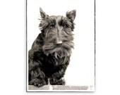 Scottie Dog Greeting Card - Belated Birthday (or any other apology)