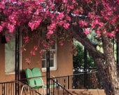 Lime Green Loveseat for Two - Fuchsia Pink Trees  - Front Porch for Lovers Bench -Fine Art - Wall Decor 8x10 Photograph