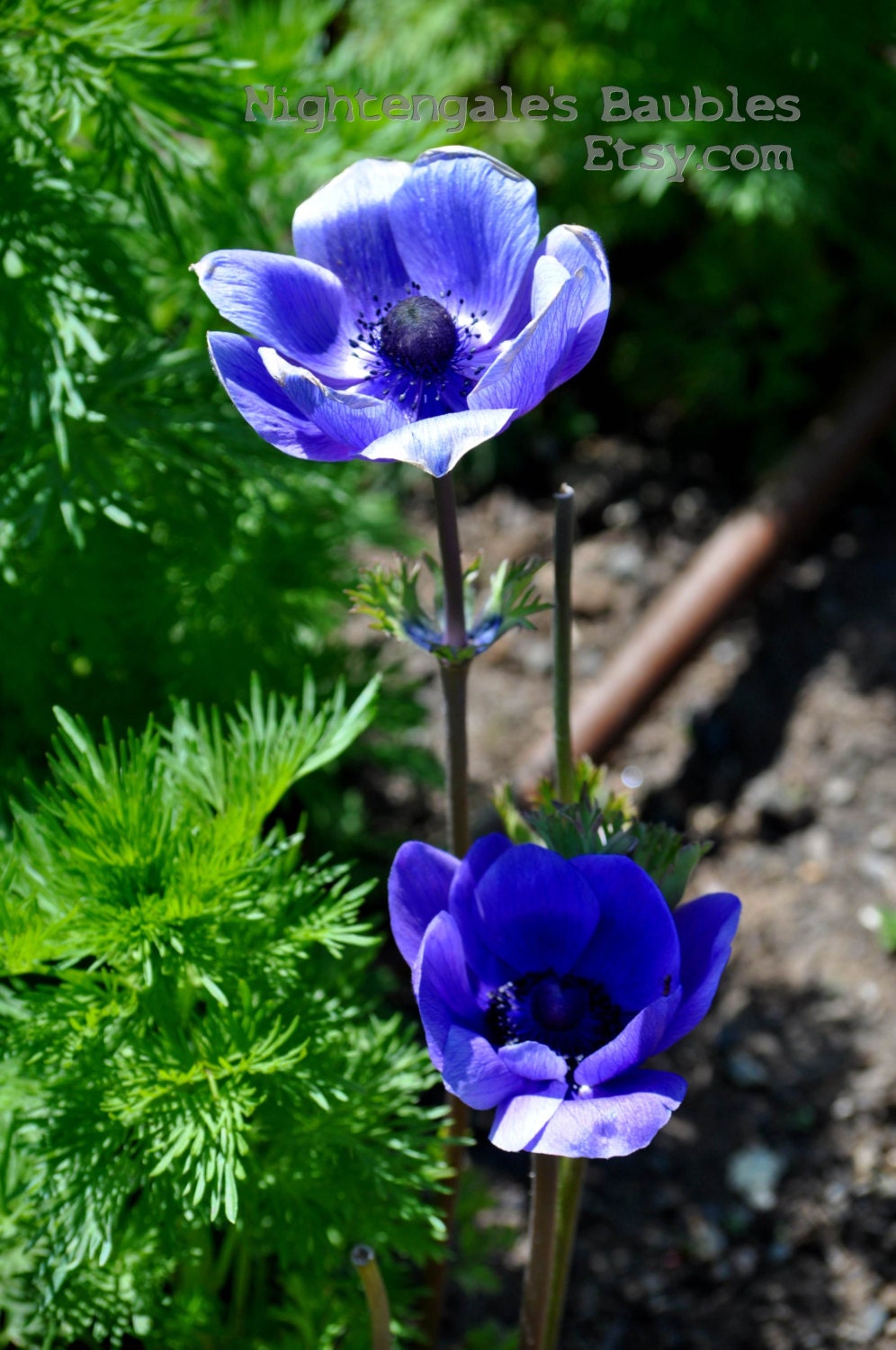 Blue Flowers 8x10 Fine Art Photographic Print