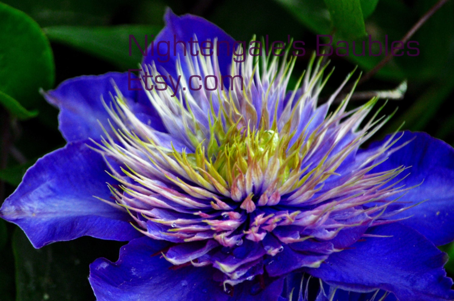 Blue Clematis 8x10 Fine Art Photographic Print
