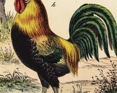 1886 Amazing POULTRY  fine chromolithograph,  126 years old gorgeous largue print