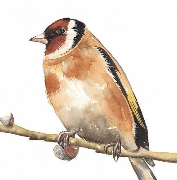 Watercolor Original Painted Art Bird - Gold Finch on pussy willow- by Lorisworld (10 x 8)