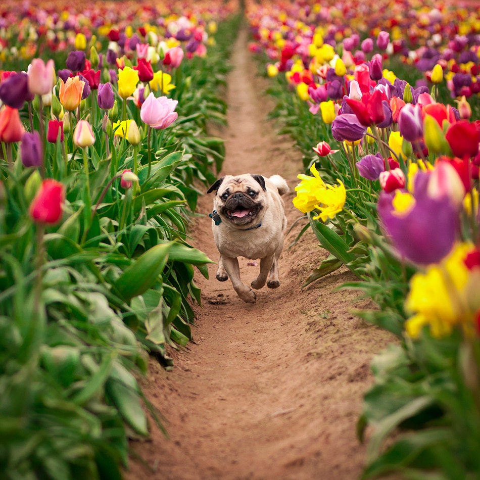 Award-Winning Portrait of a Pug in a Tulip Field - JennaVee