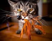 Fine Art Photography Print Epic Doom Doom Cat Photograph Wall Decor Beast Kawaii Feather Feline