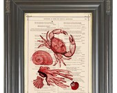 BOGO SALE Vintage collage red Crab Seashells Coral printed as dictionary art print wall decor on antique dictionary book page.  Item No. 571