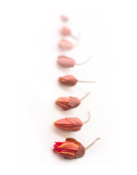 Passion Flower buds coral white minimal botanical photograph 8 x 10 - GardenCapture