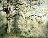 OakTree -olive green neutral pale landscape - beautiful nature - Blue Ridge Mtns - spread branches - matted to 11x14 signed limited edition