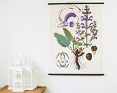 Botanical Pull Down School Chart Sage Plant,  1930s Austrian