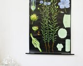 RESERVED Vintage Botanical Chart, Flax, School Wall Hanging