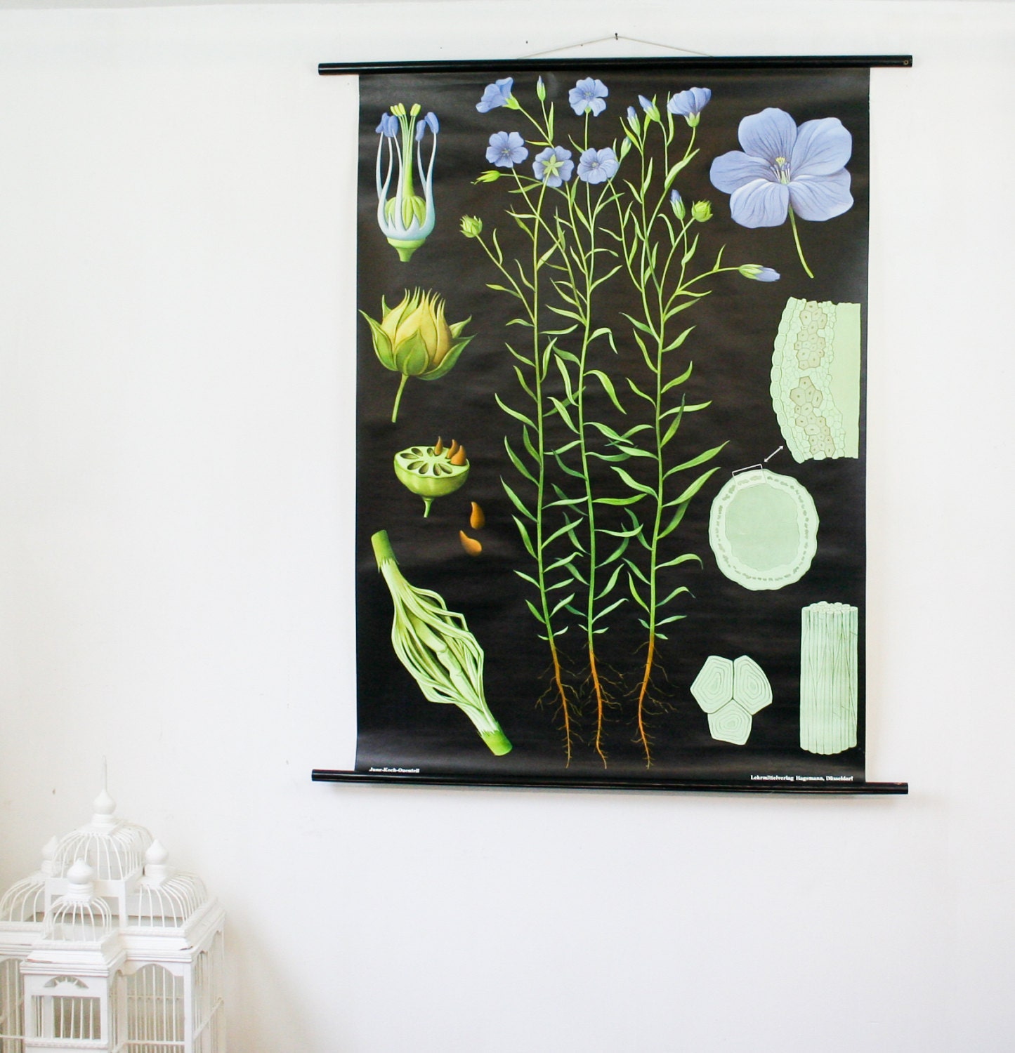 RESERVED Vintage Botanical Chart, Flax, School Wall Hanging