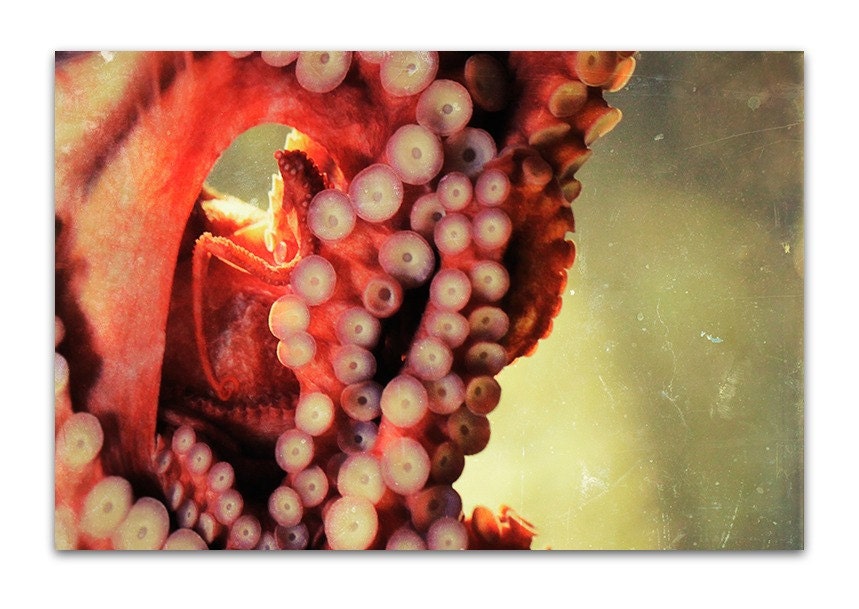 nature photography, ocean photography, nature photograph, octopus art - octopus I, 8x12 photograph