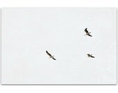 photography, beach photograph, minimalist art, contemporary, abstract, simple, sky, grey - gulls, 8x12 photograph