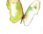 bright  spring green butterfly with white. original watercolor painting