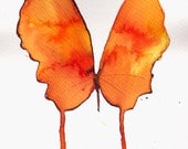 three tone orange butterfly. original watercolour painting
