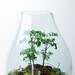 Forest Terrarium // live moss // lichen branches // large teardrop vase