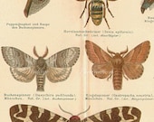 LARGE Antique Natural History Print 1894 INSECTS Woodland Forest Illustration - bees butterflies moths grubs caterpillars Insects Art Print