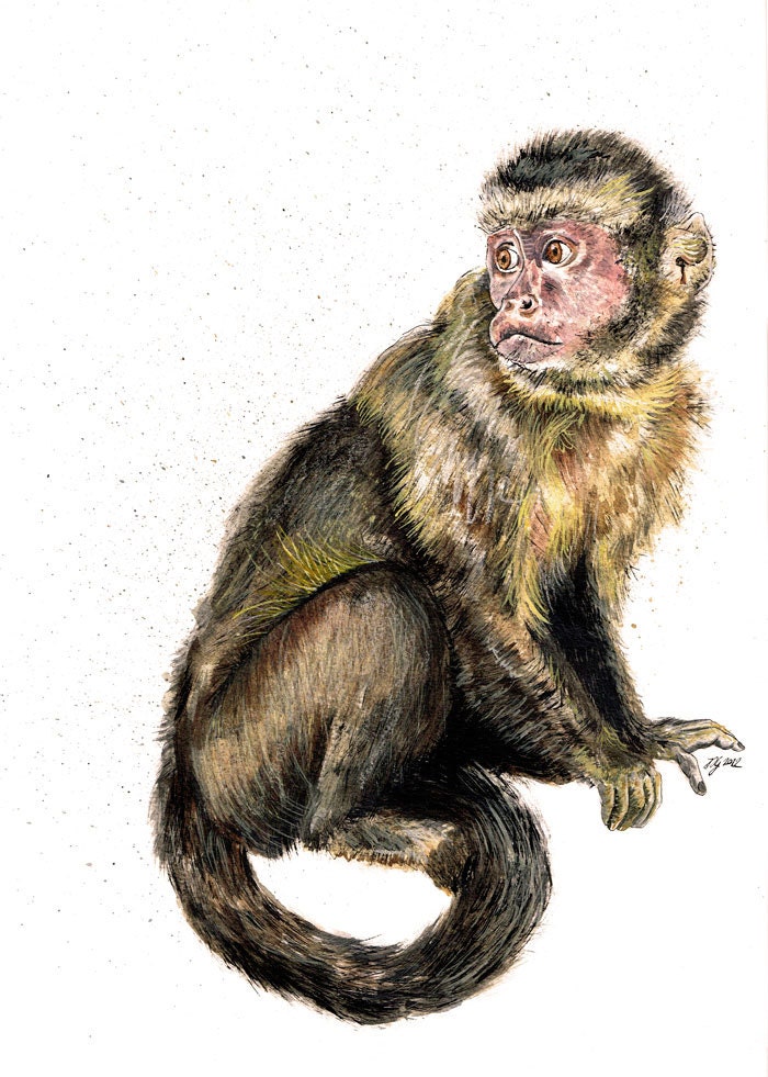 Original A3 Capuchin Monkey "Dexter"  Mixed Media Painting