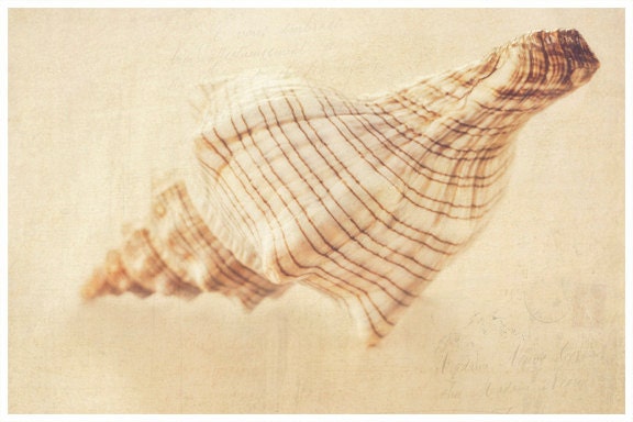 Seashell Photograph, Beach 8x12 Art Print, Bathroom Decor, Warm Sepia Photograph, beach chic, guest room decor