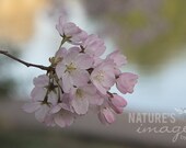 Nature Photography, Flower photography, Pink Cherry Blossom, Gifts for Mom, gift under 50, photography wall art, home decor, 8x12 print - NatureImagesByDesign