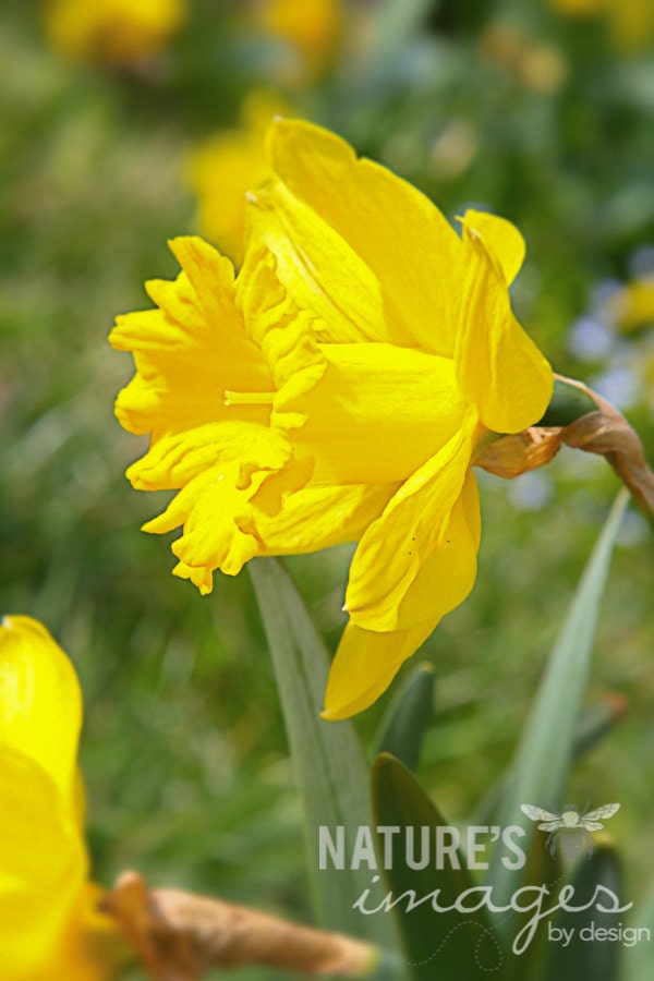 Flower Photography, Nature Photography, Yellow Daffodils, Spring Blossoms, Yellow, Bright, Spring Art, Gifts for Mom, home decor, 8x12 print