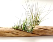 Air Plants on Driftwood: Mounted Tillandsias on Tabletop Garden