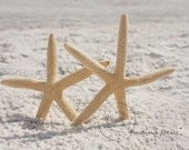 Starfish Beach Cottage Photography, Neutral White Buff Sand Pair of Ocean Sea Stars, Minimalist Shabby Chic Home Decor, 5x7 Fine Art Photo