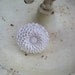 WHITE Large Flower Ring Oversized Marigold Flower Ring on Adjustable Band Women's Fashion Jewelry Cabochon Ring