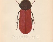 Vintage Insect Print, Art Illustration, Wall Decor, Beetle, Bostrichus capucinus