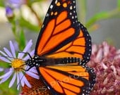 Butterfly Monarch Orange Black Lavender Flowers, Nature Photography, Original Photograph, Fine Art Photography matted & signed print