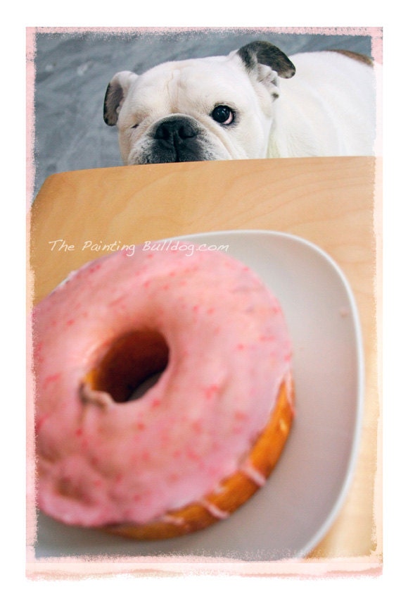 English Bulldog and Strawberry Cake - Piper Stone The Painting Bulldog - Sugary Sweet Dog Photo - Fine Art Dog Photography - 8x12