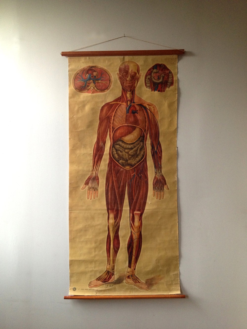 St. John's Ambulance Anatomy Chart