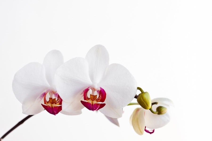 Orchid Blossom Photography, Macro Flower Print, Nature Photography, Orchid Flower Photo, Canvas Print, Photo Paper Print, Macro Photography