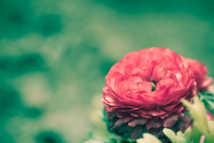 Summer Home Decor, Nature Photography, Flower Photography, Pink Rose Flower Closeup, Canvas Print, Photo Paper Print, Macro Photography