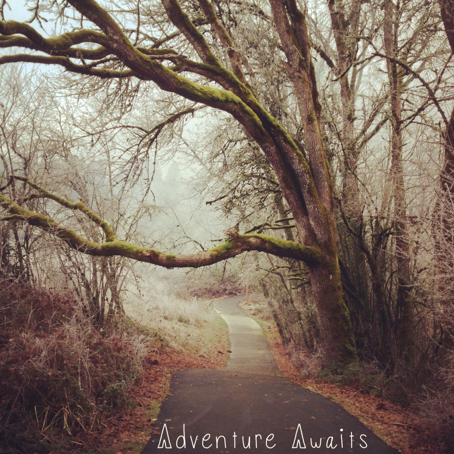 Photography Art Print: Inspirational Art, Home Decor, Adventure Awaits, Nature, Inspiring, Motivational, Wall Art, Green, Trees, Path - 5x5