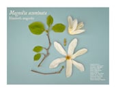 Elizabeth Magnolia Specimen Photo Ivory White Flower Photograph11x8.5 Botanical Print Binomial Nomenclature Series