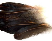 feathers black Gold Flecked Gold Rib 19