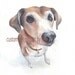 CUSTOM PET PORTRAIT -----Beagle Dog--Tiara--Original watercolor painting 10x8 inch