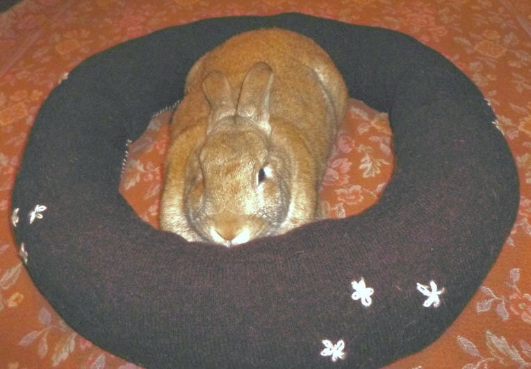 supersize Ugli Donut bunny bed for multiple bunnies or super giants lambswool dark chocolate brown