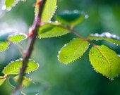 Green Rainy Leaves Nature Photograph - water droplets wet leaves nature rain photography - 4x6 Fine Art Photo Print