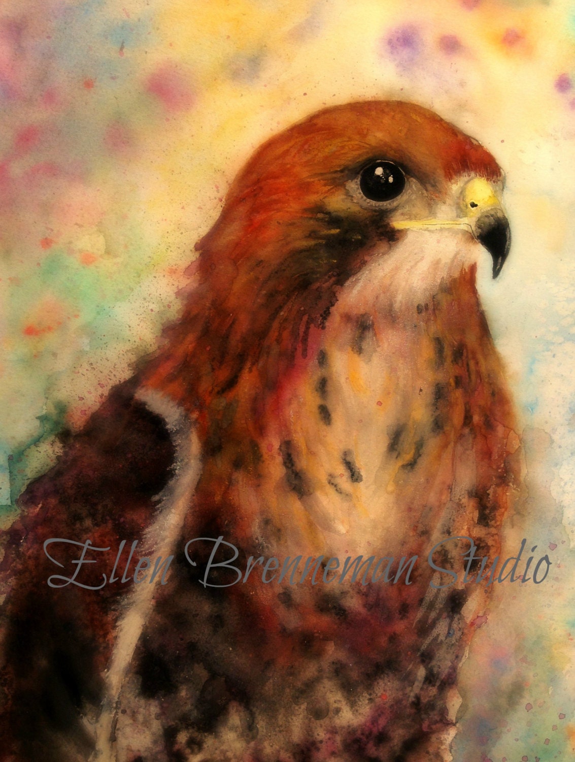 Red tailed hawk watercolor fine art print by Ellen Brenneman