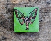 Hummingbird Clearwing Moth .   Oil Painting on Wood.  Small Original Artwork. Naturalist. Insect.  Bug