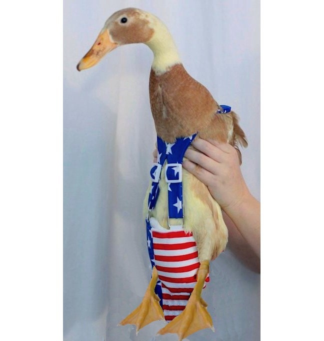 Stars and Stripes Diaper Harness for Pet Ducks, Chickens, & Geese