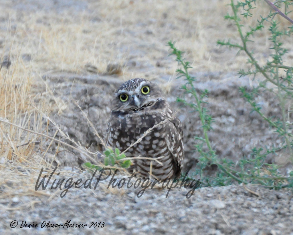 Burrowing Owl-nature photography- bird of prey-8by10 print-wall art-home decor-office decor