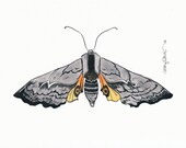 Moth in Yellow & Gray, Original Watercolor Illustration