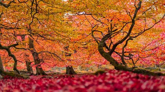 Buy e greeting cards gift ideas - panoramic photograph colour photography ben robson hull tree print red forest trees woodland greeting card gift ideas present wood orange