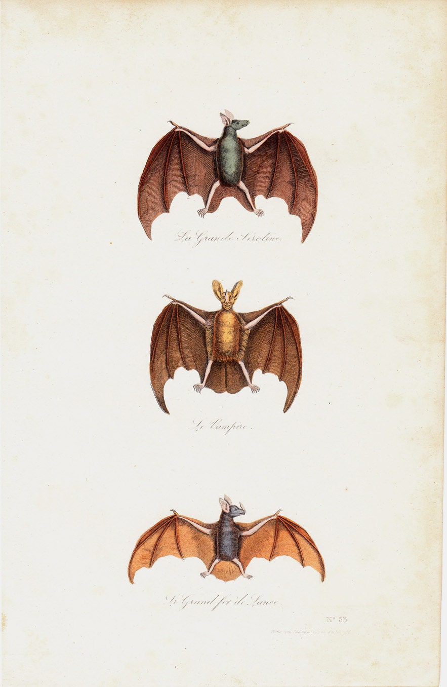 1870 Gorgeous BAT engraving By BUFFON,  hand colored, vibrant colors,  original antique print