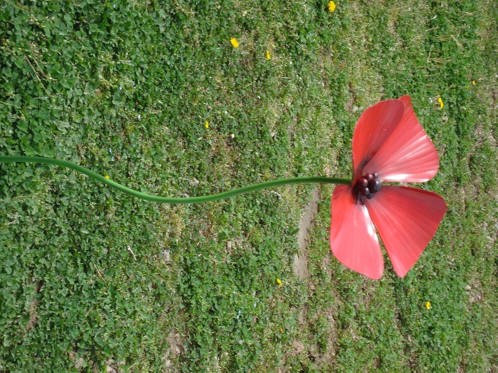 Poppy Flower Garden Sculpture