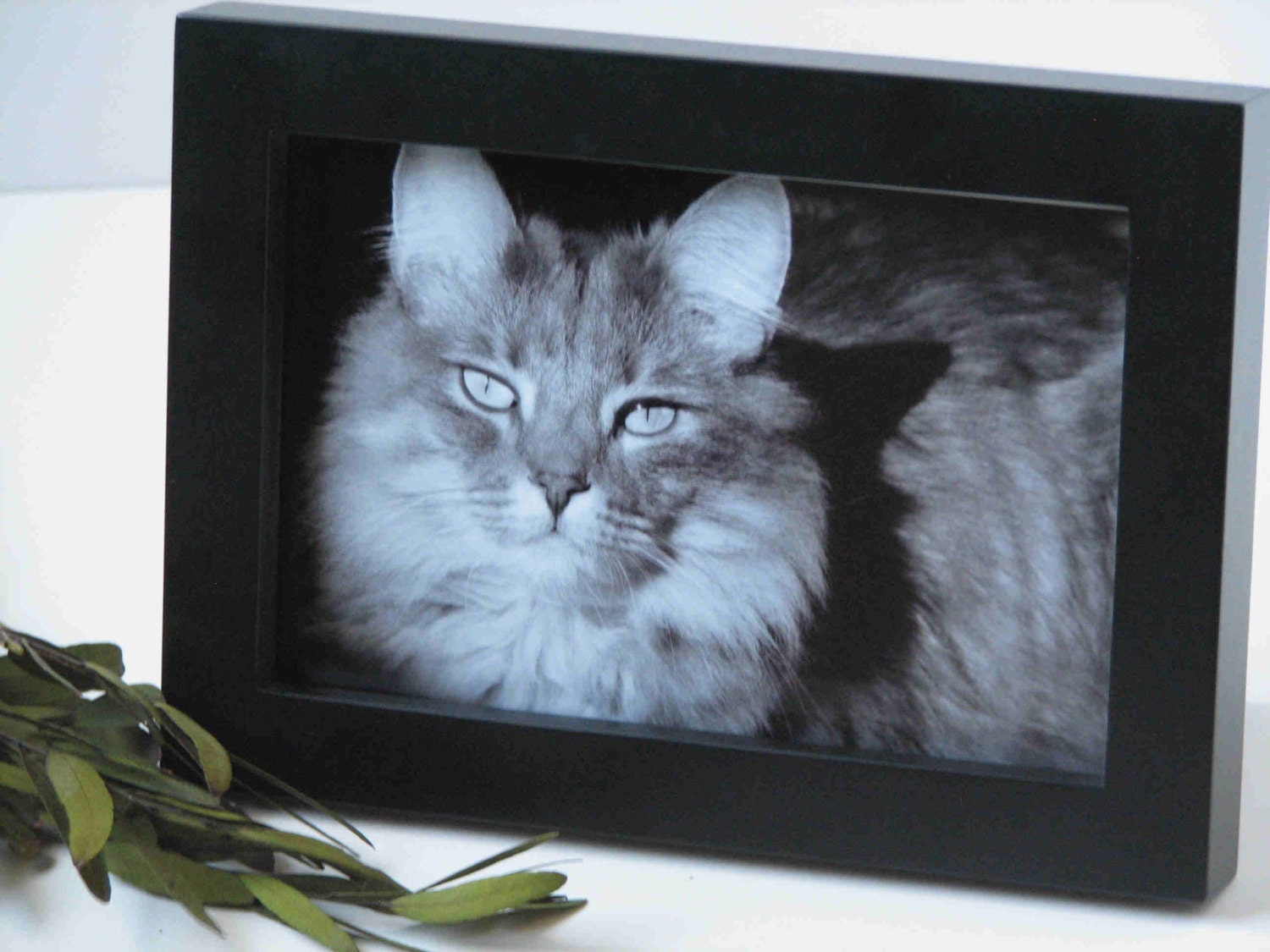 cat photography, animal photograph, cute kitty, pet photography, black and white, 4x6 print, "oliver"