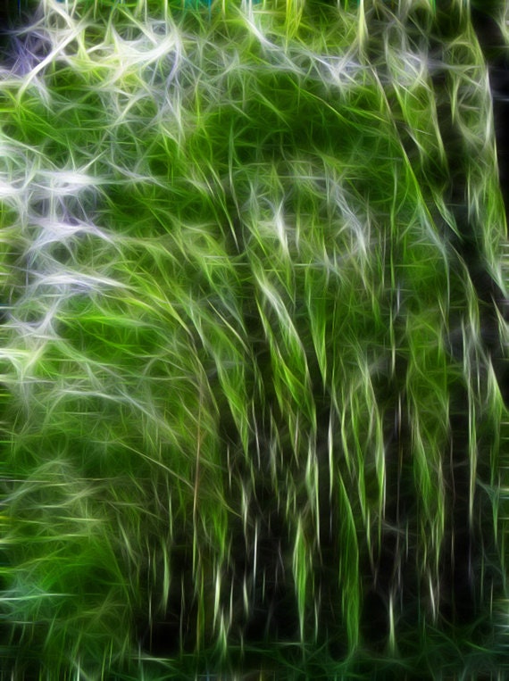 Come into the trees 5" x 7" - fairytale, surreal, tree forest photography - fractal modern art, digital painting - home decor - landscape