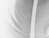 Black & White Feather Photography Close Up/Macro Gray Bird Feather Fine Art print 8x8 IN STOCK
